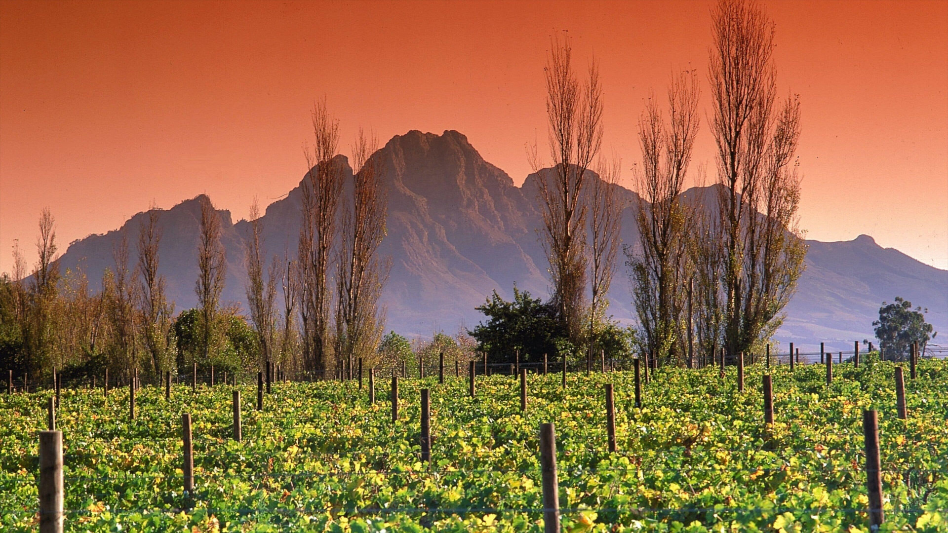 Vineyards in front of the Simonsberg silhouette at sunset